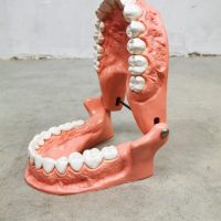 Vintage teeth anatomic body parts scale model schaalmodel anatomisch gebit