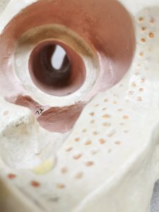 Ear oor scale model schaalmodel vintage body parts anatomic anatomisch