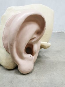 Anatomic schaalmodel scale model anatomisch body parts ear oor anatomic model