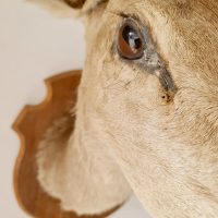 Vintage deer head sculpture taxidermy XL