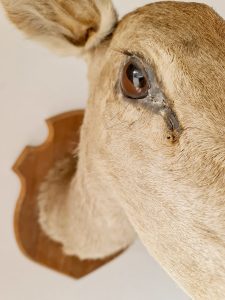 Vintage deer head taxidermy hertenkop bambi
