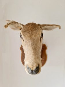 Midcentury deer head taxidermy hertenkop bambi