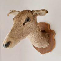 Vintage deer head taxidermy hertenkop bambi