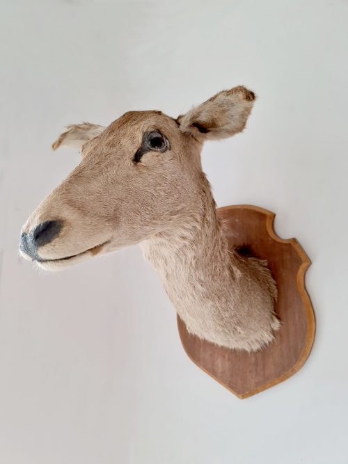 Vintage deer head sculpture taxidermy XL